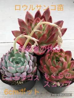 ガレージM様 リクエスト 4点 まとめ商品