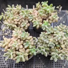 mina様 リクエスト 2点 まとめ商品