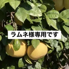 ラムネ様専用です。