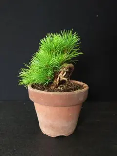 希少 蛇の目 五葉松 斑入り 花火 花吹雪 盆栽 盆栽鉢 付き発送 - メルカリ