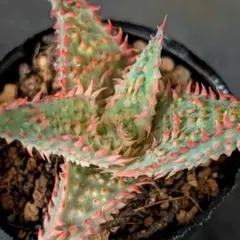 多肉植物 アロエハイブリッド(国内実生苗です)のサムネイル
