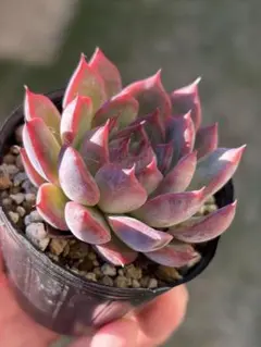 ぺこたん様 リクエスト 2点 まとめ商品