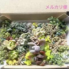 多肉植物 初心者 セダムエケベリア詰め合わせセット 寄せ植え　錦入り　多肉弁当