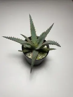 2025年最新】ワイリーコヨーテ アロエの人気アイテム - メルカリ