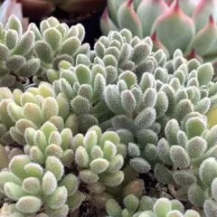 多肉植物　スプリングワンダー×ヒントニー　カット苗！！のサムネイル