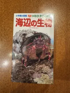 海辺の生物 NEO POCKET 小学館　図鑑