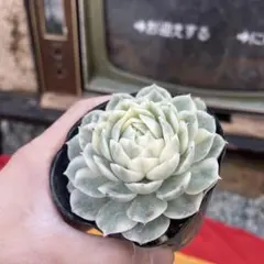 2026年最新】オンスロー錦の人気アイテム - メルカリ