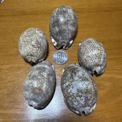 【天然】貝殻 タカラガイ 宝貝 貝標本 5個セット 大きめサイズ