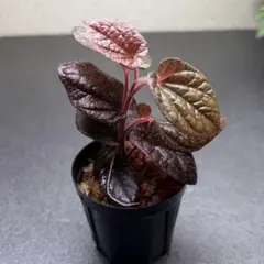 エピスシア クプレアタ ピンクヘブン M＆L 開花子株 Episcia - メルカリ