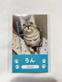 猫カフェMOCHA 吉祥寺店 総選挙 にゃんず名刺