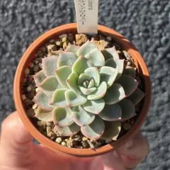 2026年最新】ぼのぼの苗 札付き 多肉植物の人気アイテム - メルカリ