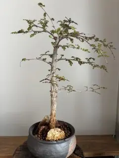 塊根植物 オペルクリカリアパキプス 根挿し ローラアシュレイ植木鉢