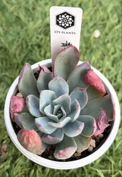 2026年最新】青典牡丹 多肉の人気アイテム - メルカリ