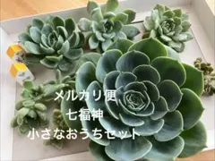 多肉植物 七福神 小さなおうちセット カット苗詰め合わせ　セメントハウス