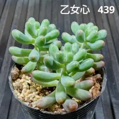 乙女心 439 セダム 多肉植物 抜き苗 鉢の中全部のサムネイル