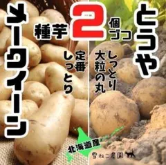 なめらかな「とうや」と、しっとり「メークイン」種芋2個づつ