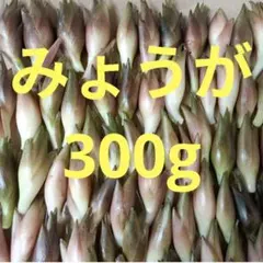 ⑨みょうが　300g　8/5(水)発送　ネコポス発送　茗荷　サイズバラバラのサムネイル