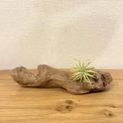 流木 オブジェ インテリア 国産 観葉植物 天然物 一点物