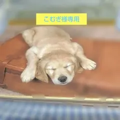 こむぎ様専用ページ