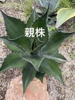 【ご購入者様へお渡し済み】【レア/アガベ】プロトアメリカーナ”ファンキートゥース”(Agave americana var.protamericana ”Funky Toes”) カキ仔-① 原点に帰って。 プロトアメリカーナファンキートゥース かっこいい