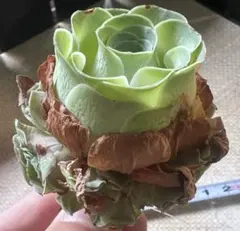 （*こ様 No.a964グリーノビア　パルマハイブリッド種　アエオニウム