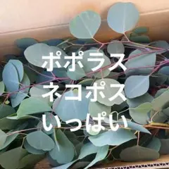 ユーカリ ポポラス ドライリーフ リース材料 花材