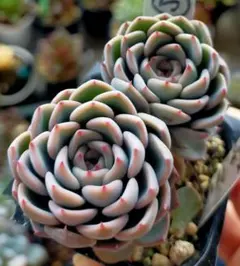 2025年最新】ぼのぼのさん苗の人気アイテム - メルカリ