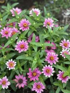 矮性ジニア バイカラー 4パック 1000粒以上