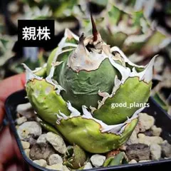 2025年最新】アガベ追星の人気アイテム - メルカリ