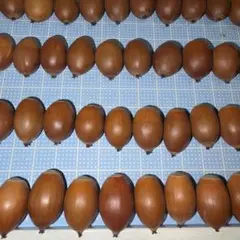 i　どんぐり 150個　帽子なし