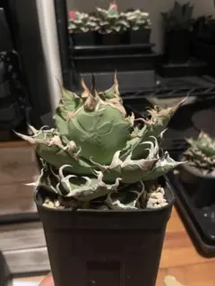 Agave 'Sierra Azul' アガベ シエラアズール - メルカリ