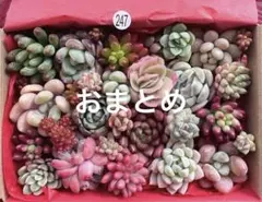 【247】【246】なりゅ様 リクエスト 2点 まとめ商品