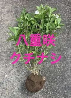 八重咲　クチナシ　大株　希少のサムネイル