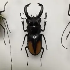 2026年最新】ノコギリクワガタ標本の人気アイテム - メルカリ