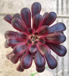 shocola20様 リクエスト 2点 まとめ商品