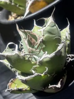 2025年最新】アガベイラン株の人気アイテム - メルカリ