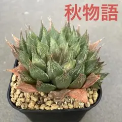 ハオルチア　闇の森　葉挿し　発根発芽済み ハオルチア 闇の森 葉挿し 発根済み - メルカリ