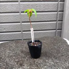 shibamaru様 リクエスト 2点 まとめ商品