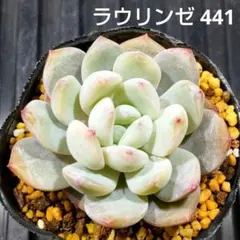 ラウリンゼ 441 エケベリア 多肉植物 抜き苗