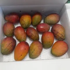 沖縄県産 マンゴー 5kg 訳あり(12〜18玉) - メルカリ