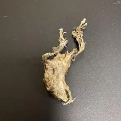 2026年最新】冬虫夏草 標本の人気アイテム - メルカリ