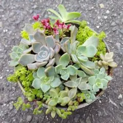 【まとめ売り】多肉植物 寄せ植え抜き苗セット ＆ 爪蓮華 抜き苗 詰め合わせのサムネイル