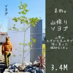 2026年最新】山採り ソヨゴの人気アイテム - メルカリ