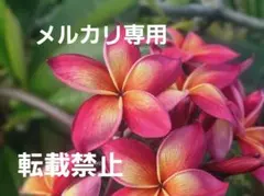 2026年最新】プルメリア 苗の人気アイテム - メルカリ