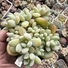 多肉植物抜き苗葉挿し苗♡だるま姫秋麗×ラコロ♡ポット内全部♡