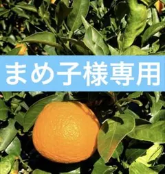 まめこ様専用です。 他の方の落札はお控え下さい。 10キロ