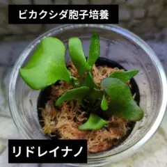 2026年最新】ビカクシダNanoの人気アイテム - メルカリ