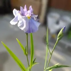 カキツバタ 雲井の鶴 株分け苗 1株 - メルカリ