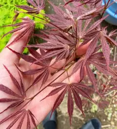 nekonyan様 リクエスト 6点 まとめ商品