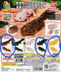 メキシコサラマンダー　オオサンショウウオ　ガ　いきもの大図鑑レプティ　３種セット